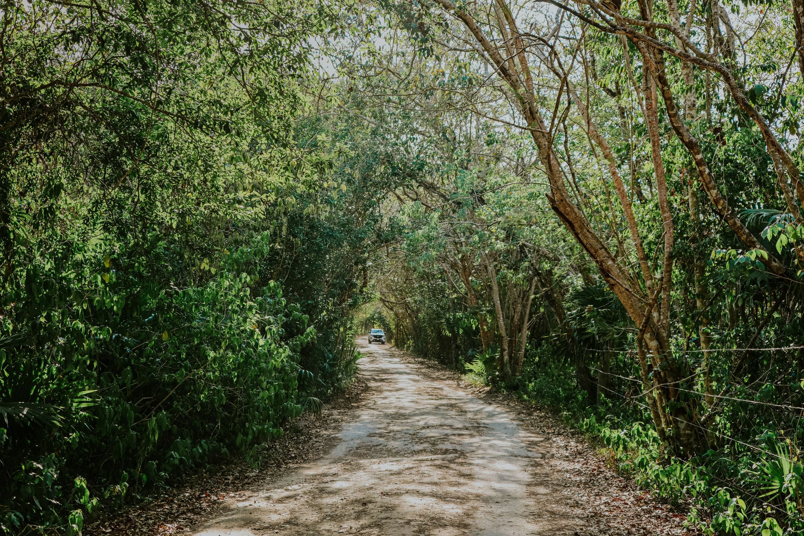 Sandy jungle track tunnelling under green trees with a single car far ahead in the light