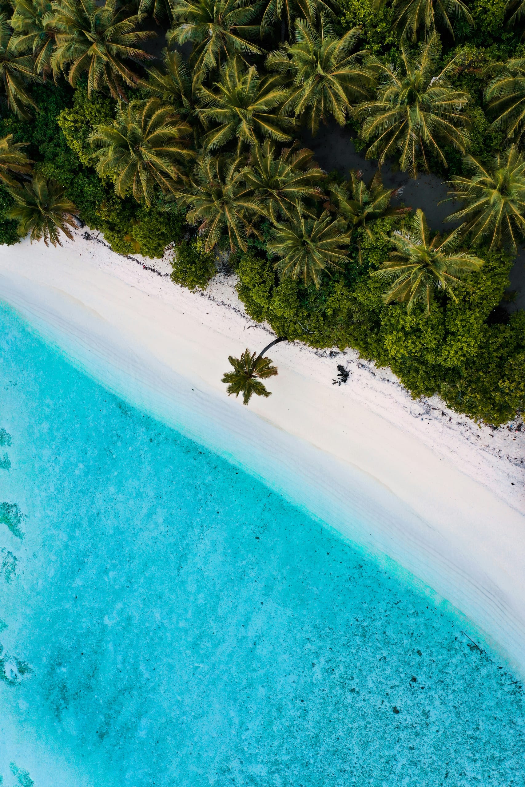 A single palm leaning over a white sand beach in Thaa Atoll, Maldives, jungle behind it and bright turquoise shallows in front, seen from above