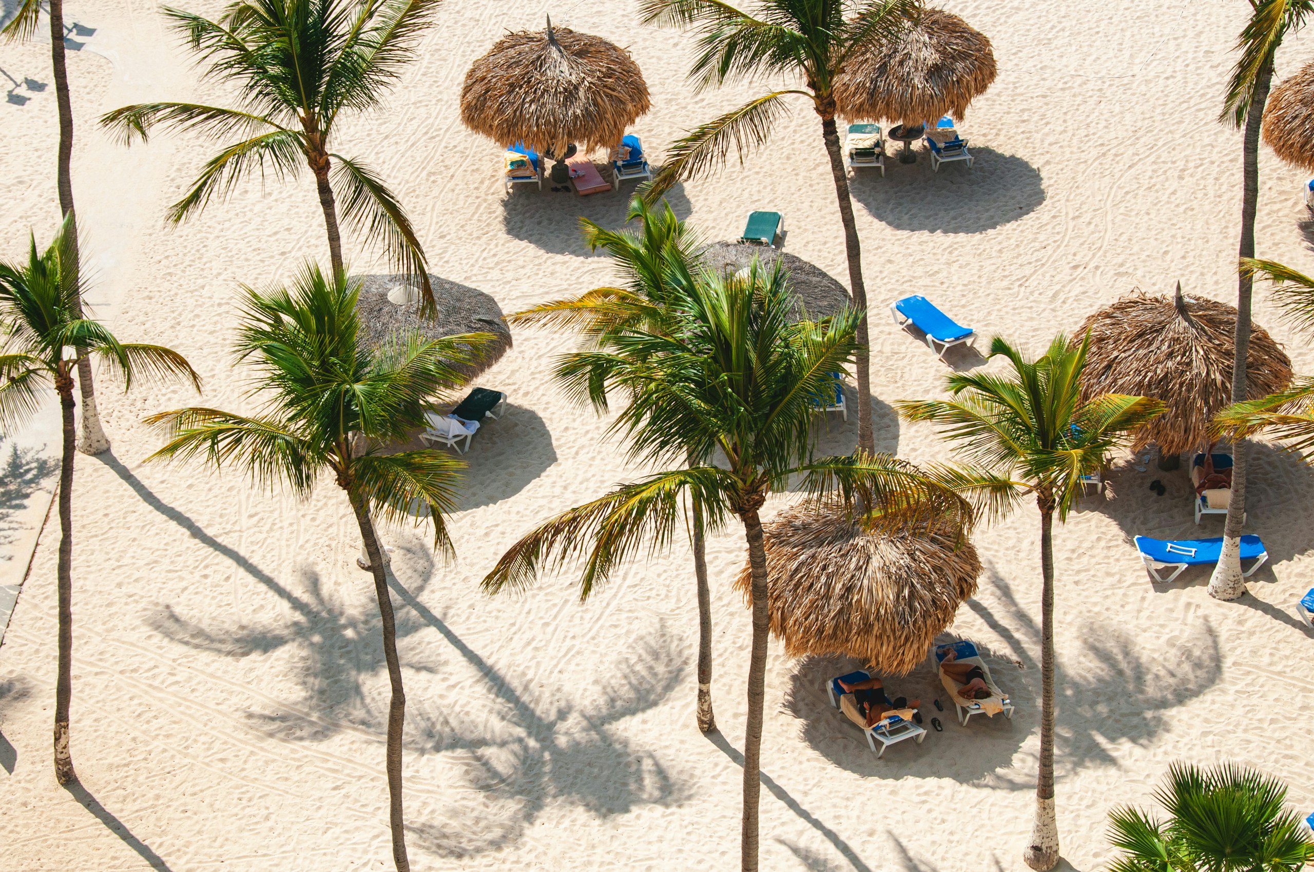 Overhead on palms, palapas and blue loungers, Aruba