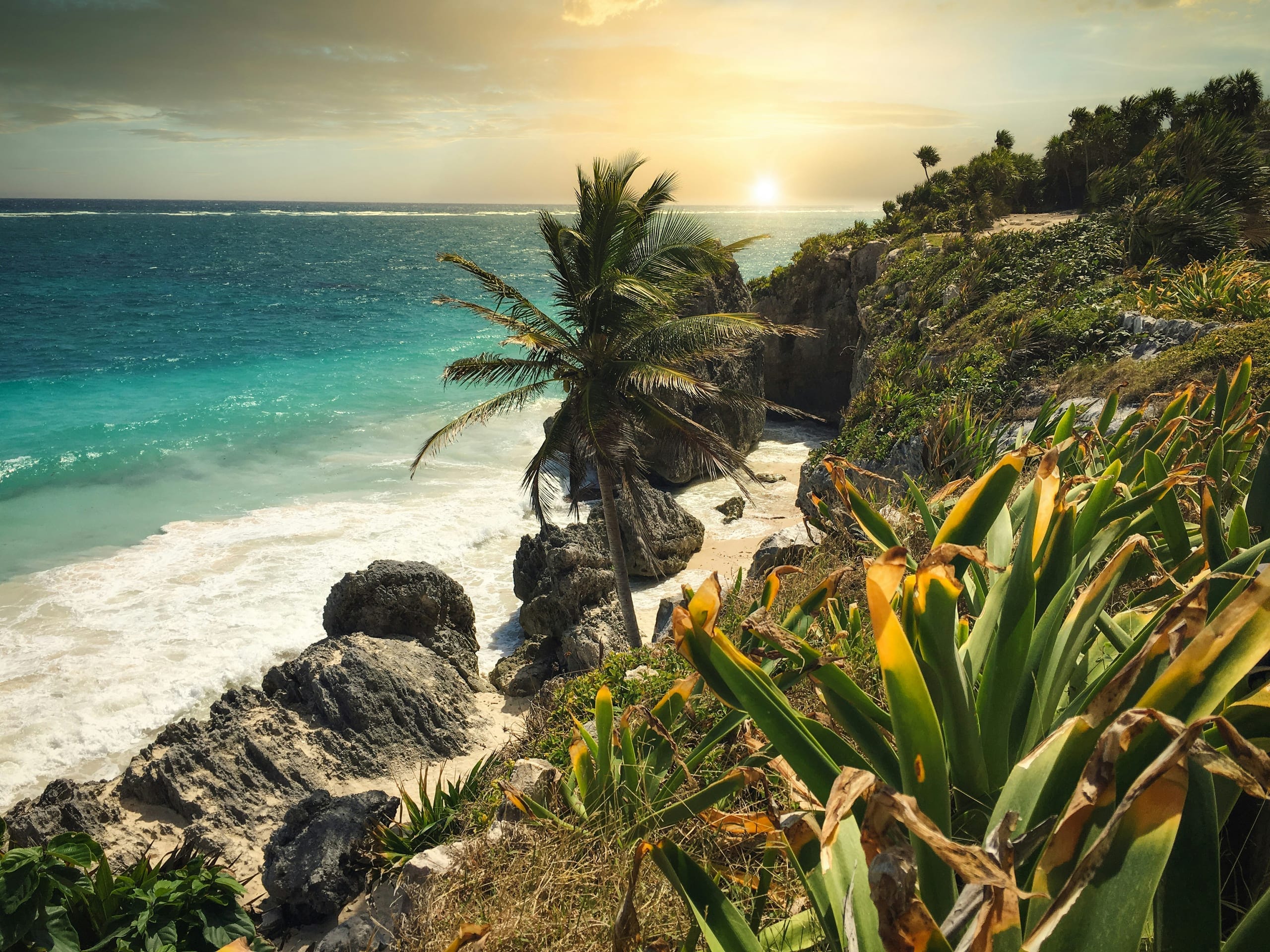 Low sun over the water with a palm leaning off a rocky point and spiky agave filling the foreground